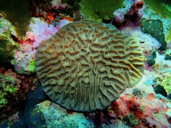 Amazing Mysterious Underwater World Indonesia North Sulawesi Manado Stone Coral — Stock Photo, Image