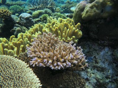 Endonezya 'nın, Kuzey Sulawesi' nin, Manado 'nun inanılmaz ve gizemli sualtı dünyası, taş mercan.