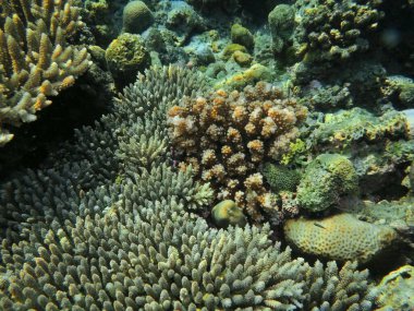 Endonezya 'nın, Kuzey Sulawesi' nin, Manado 'nun inanılmaz ve gizemli sualtı dünyası, taş mercan.