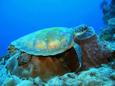 The amazing and mysterious underwater world of Indonesia, North Sulawesi, Manado, sea turtle clipart