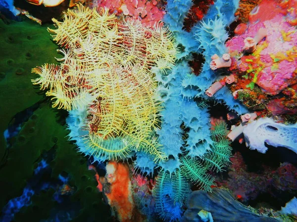 Sorprendente Misterioso Mondo Sottomarino Indonesia Nord Sulawesi Manado Crinoide — Foto Stock