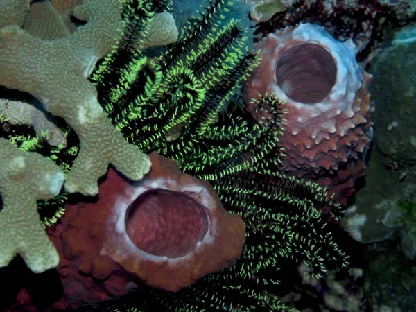 Monde Sous Marin Étonnant Mystérieux Indonésie Sulawesi Nord Manado Crinoïde — Photo