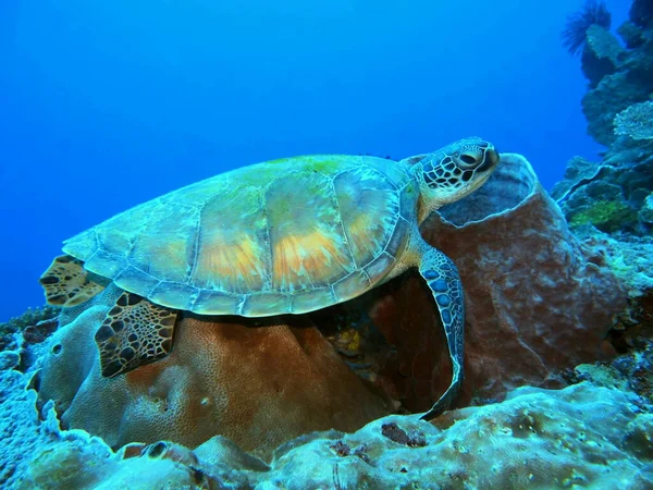 Incrível Misterioso Mundo Subaquático Indonésia North Sulawesi Manado Tartaruga Marinha Fotografia De Stock