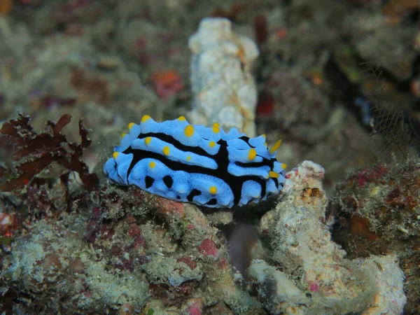 Amazing Mysterious Underwater World Indonesia North Sulawesi Manado Sea Slug — Stockfoto