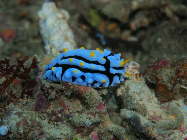 Die Erstaunliche Und Geheimnisvolle Unterwasserwelt Indonesiens Nordsulawesi Manado Meerschnecke — Stockfoto