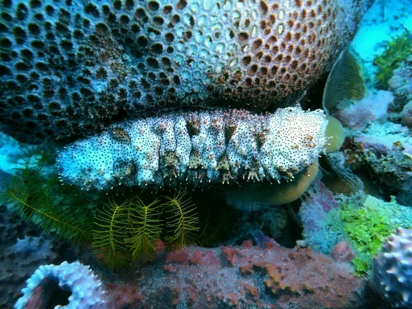 Amazing Mysterious Underwater World Indonesia North Sulawesi Manado Sea Cucumber — Stock Photo, Image