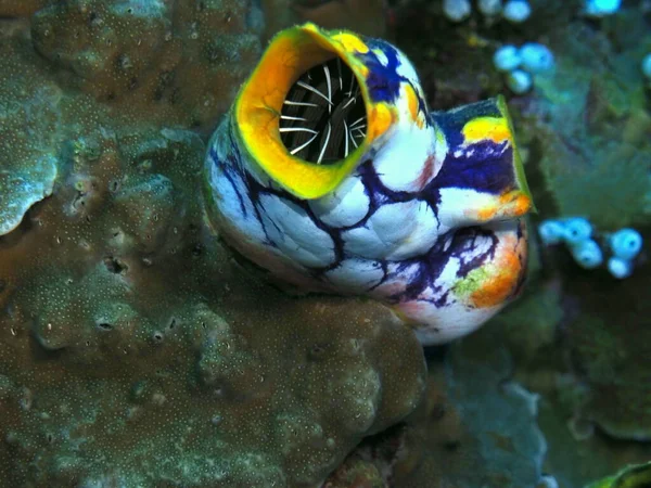 Amazing Mysterious Underwater World Indonesia North Sulawesi Manado Sea Squirt — Stock Photo, Image