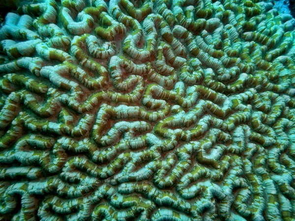 Amazing Mysterious Underwater World Indonesia North Sulawesi Manado Stone Coral — Stockfoto