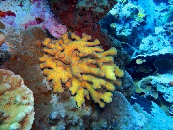 Incrível Misterioso Mundo Subaquático Indonésia North Sulawesi Manado Coral Pedra — Fotografia de Stock