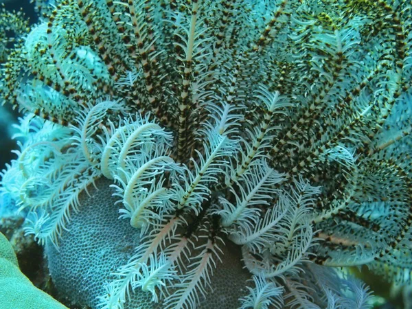 Amazing Mysterious Underwater World Indonesia North Sulawesi Manado Crinoid — ストック写真