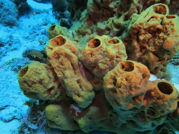 Удивительный Загадочный Подводный Мир Индонезии Северного Сулавеси Манадо Морской Губки — стоковое фото