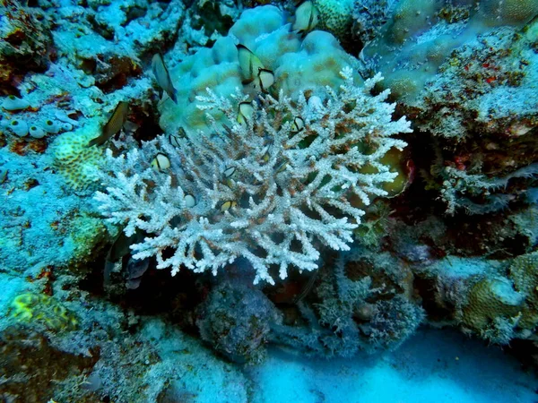 Amazing Mysterious Underwater World Indonesia North Sulawesi Manado Stone Coral — Stockfoto