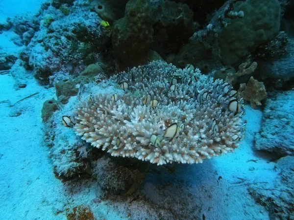 Incrível Misterioso Mundo Subaquático Indonésia North Sulawesi Manado Coral Pedra — Fotografia de Stock