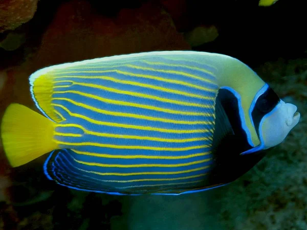 Amazing Mysterious Underwater World Indonesia North Sulawesi Manado Coral Fish — Stock Photo, Image