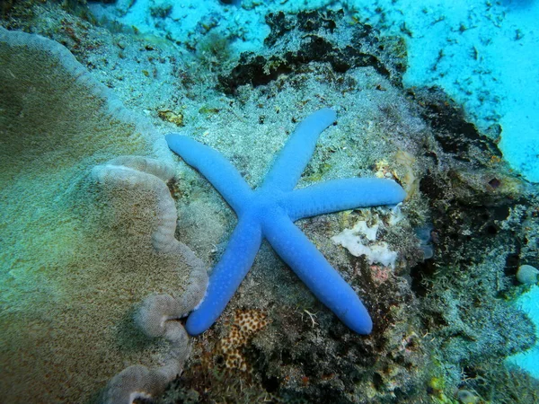 Úžasný Tajemný Podvodní Svět Indonésie Severní Sulawesi Manado Hvězdice — Stock fotografie
