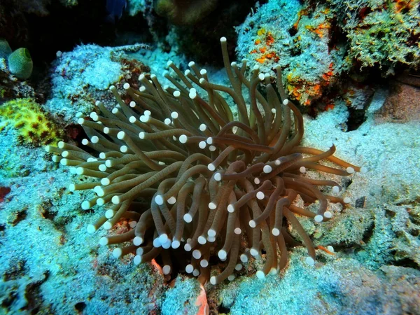 Verbazingwekkende Mysterieuze Onderwaterwereld Van Indonesië Noord Sulawesi Manado Zeeanemoon — Stockfoto