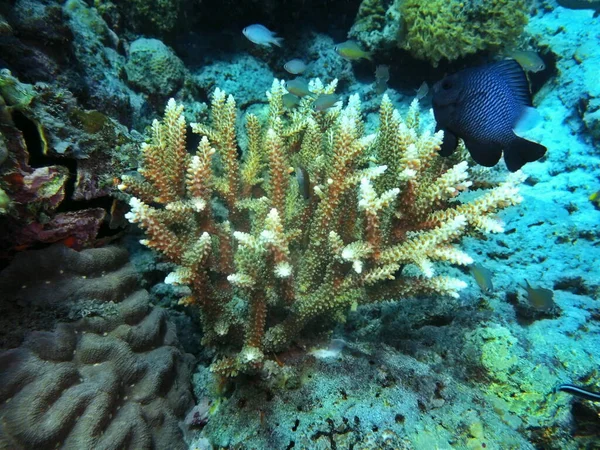 Incrível Misterioso Mundo Subaquático Indonésia North Sulawesi Manado Coral Pedra Fotos De Bancos De Imagens
