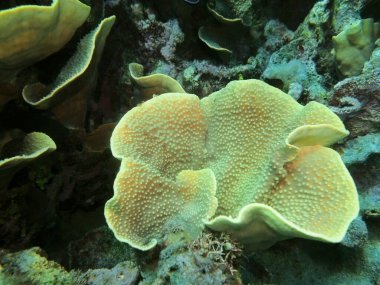 Endonezya 'nın, Kuzey Sulawesi' nin, Manado 'nun inanılmaz ve gizemli sualtı dünyası, taş mercan.