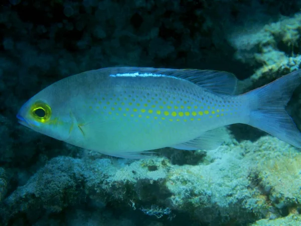 Monde Sous Marin Étonnant Mystérieux Indonésie Sulawesi Nord Manado Poissons — Photo