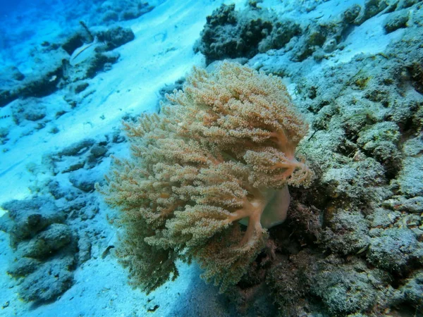 Incrível Misterioso Mundo Subaquático Indonésia North Sulawesi Manado Coral Macio — Fotografia de Stock