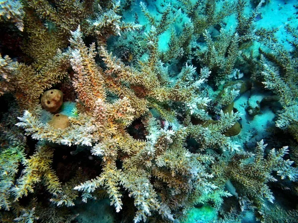 Amazing Mysterious Underwater World Indonesia North Sulawesi Manado Stone Coral — Stockfoto