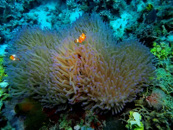 Die Erstaunliche Und Geheimnisvolle Unterwasserwelt Indonesiens Nordsulawesi Manado Seeanemone — Stockfoto