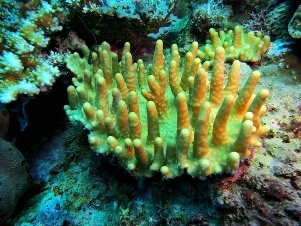 Incrível Misterioso Mundo Subaquático Indonésia North Sulawesi Manado Coral Pedra — Fotografia de Stock