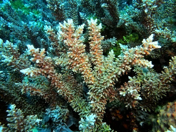 Die Erstaunliche Und Geheimnisvolle Unterwasserwelt Indonesiens Nordsulawesi Manado Steinkorallen — Stockfoto