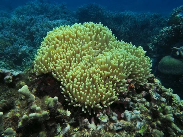 Удивительный Таинственный Подводный Мир Индонезии Северный Сулавеси Манадо Мягкие Кораллы — стоковое фото