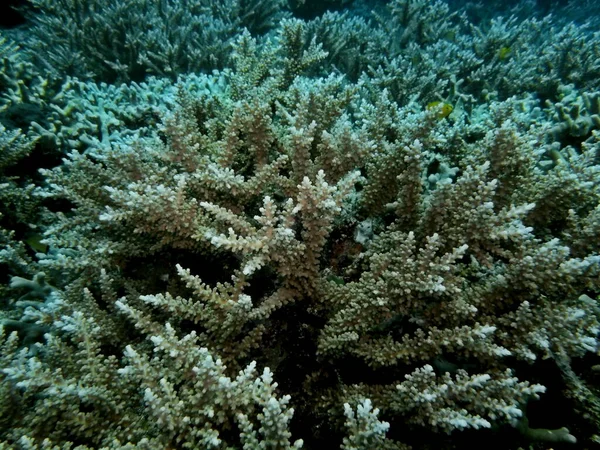 Die Erstaunliche Und Geheimnisvolle Unterwasserwelt Indonesiens Nordsulawesi Manado Steinkorallen — Stockfoto