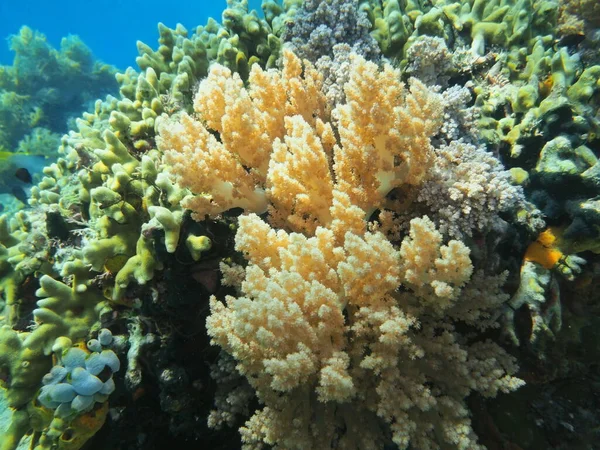 Úžasný Tajemný Podvodní Svět Indonésie Severní Sulawesi Manado Měkké Korály — Stock fotografie