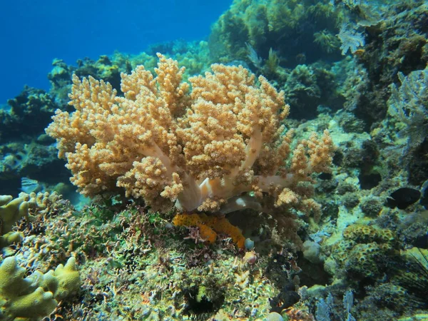 Die Erstaunliche Und Geheimnisvolle Unterwasserwelt Indonesiens Nordsulawesi Manado Weichkorallen — Stockfoto