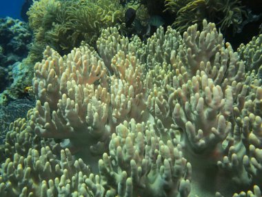 Endonezya 'nın, Kuzey Sulawesi' nin, Manado 'nun, yumuşak mercanların inanılmaz ve gizemli sualtı dünyası.