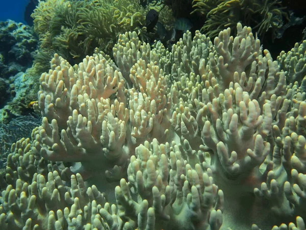 Niesamowity Tajemniczy Podwodny Świat Indonezji Północnego Sulawesi Manado Miękki Koral — Zdjęcie stockowe