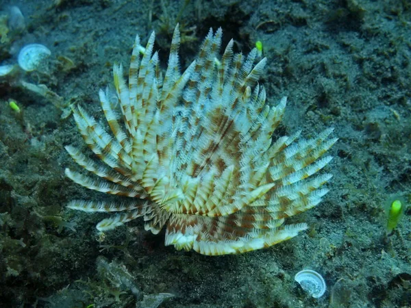 Die Erstaunliche Und Geheimnisvolle Unterwasserwelt Indonesiens Nordsulawesi Manado Rohrwurm — Stockfoto