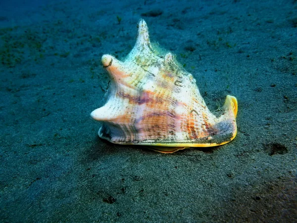 Amazing Mysterious Underwater World Indonesia North Sulawesi Manado Shell Mollusc — 스톡 사진