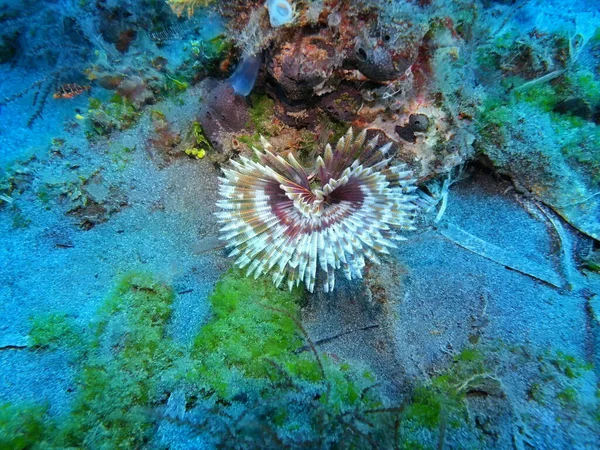 Den Fantastiske Mystiske Undersøiske Verden Indonesien North Sulawesi Manado Rørorm - Stock-foto
