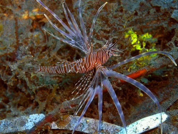 The amazing and mysterious underwater world of Indonesia, North Sulawesi, Manado, scorpionfish