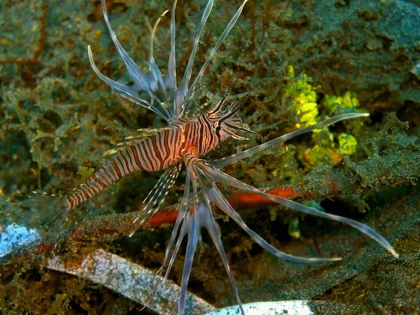 Monde Sous Marin Étonnant Mystérieux Indonésie Sulawesi Nord Manado Scorpionfish — Photo