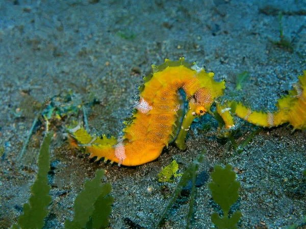 Die Erstaunliche Und Geheimnisvolle Unterwasserwelt Indonesiens Nordsulawesi Manado Seepferdchen — Stockfoto