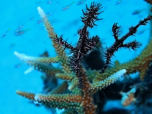 Дивовижний Таємничий Підводний Світ Індонезії Північного Сулавесі Манадо Морського Коника — стокове фото