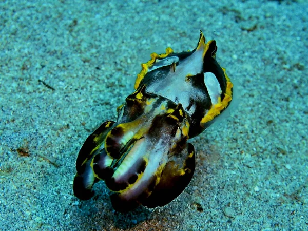 Amazing Mysterious Underwater World Indonesia North Sulawesi Manado Colored Cuttlefish — Stock Photo, Image