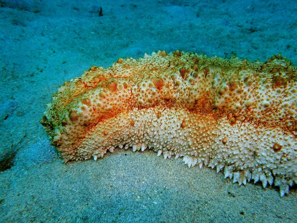 Amazing Mysterious Underwater World Indonesia North Sulawesi Manado Sea Cucumber — Stock Photo, Image