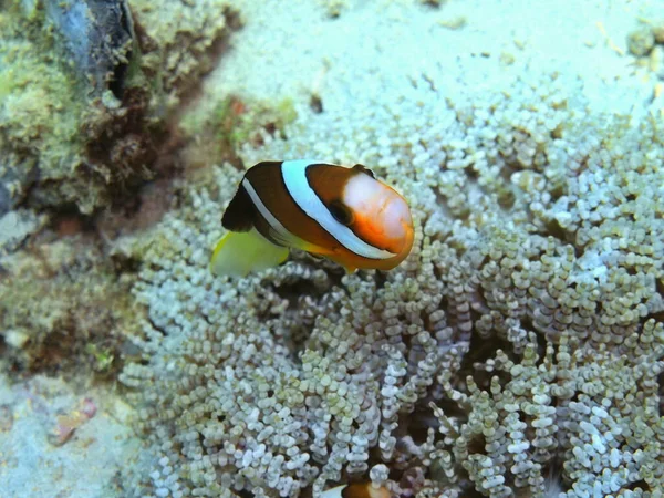 Úžasný Tajemný Podvodní Svět Indonésie Severní Sulawesi Manado Klauni — Stock fotografie