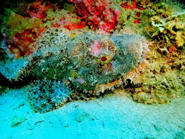 Incrível Misterioso Mundo Subaquático Indonésia North Sulawesi Manado Scorpionfish — Fotografia de Stock