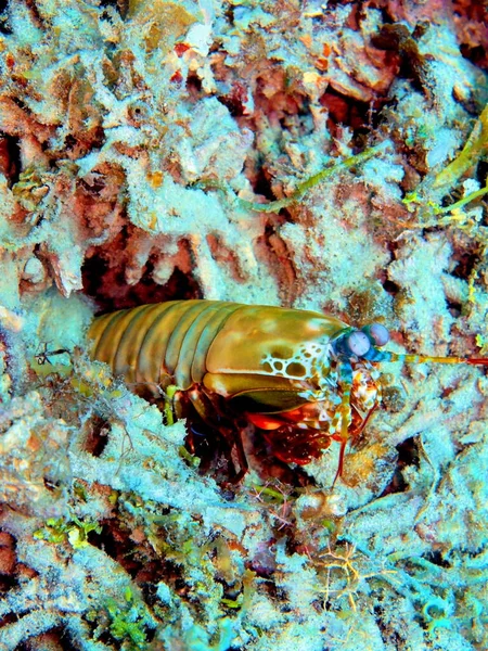 Verbazingwekkende Mysterieuze Onderwaterwereld Van Indonesië Noord Sulawesi Manado Mantis Garnalen — Stockfoto
