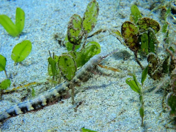 Incrível Misterioso Mundo Subaquático Indonésia North Sulawesi Manado Pipefish — Fotografia de Stock