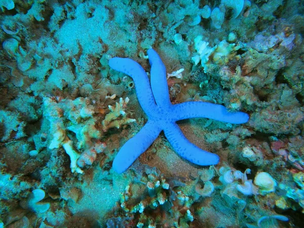 Amazing Mysterious Underwater World Indonesia North Sulawesi Manado Starfish — Stock Photo, Image