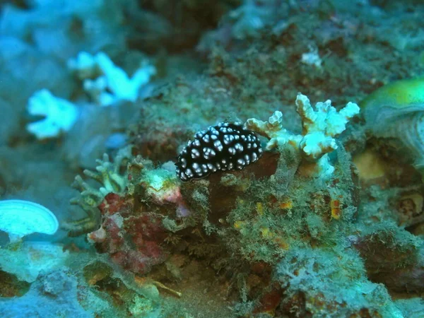 Die Erstaunliche Und Geheimnisvolle Unterwasserwelt Indonesiens Nordsulawesi Manado Meerschnecke — Stockfoto