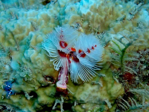 The amazing and mysterious underwater world of Indonesia, North Sulawesi, Manado, tube worm